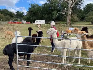 alpacas